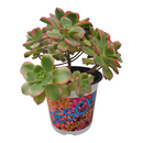 Container Pot 14cm Printed (Custom-Designed; 1.3lt)