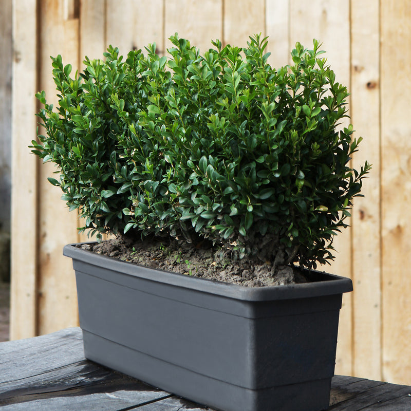 Belinda Window Box