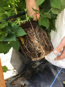 Raspberry Substrate RC2 Light Big Bale