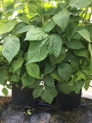 Raspberry Substrate RC2 Light Big Bale